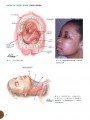 口腔颌面外科手术图解