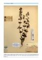 中国国家植物标本馆（PE）模式标本集：补编1