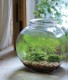 手心里的小森林：苔藓瓶微景观制作